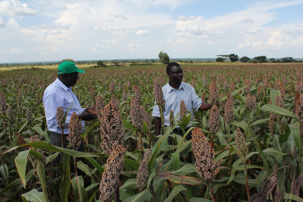 East African Center Of Innovation For Finger Millet And Sorghum CIFMS