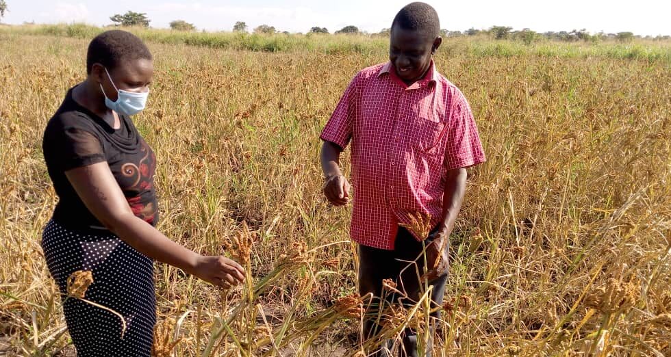 Mejora de los medios de subsistencia agrícolas en África Oriental mediante el mejoramiento de cultivos