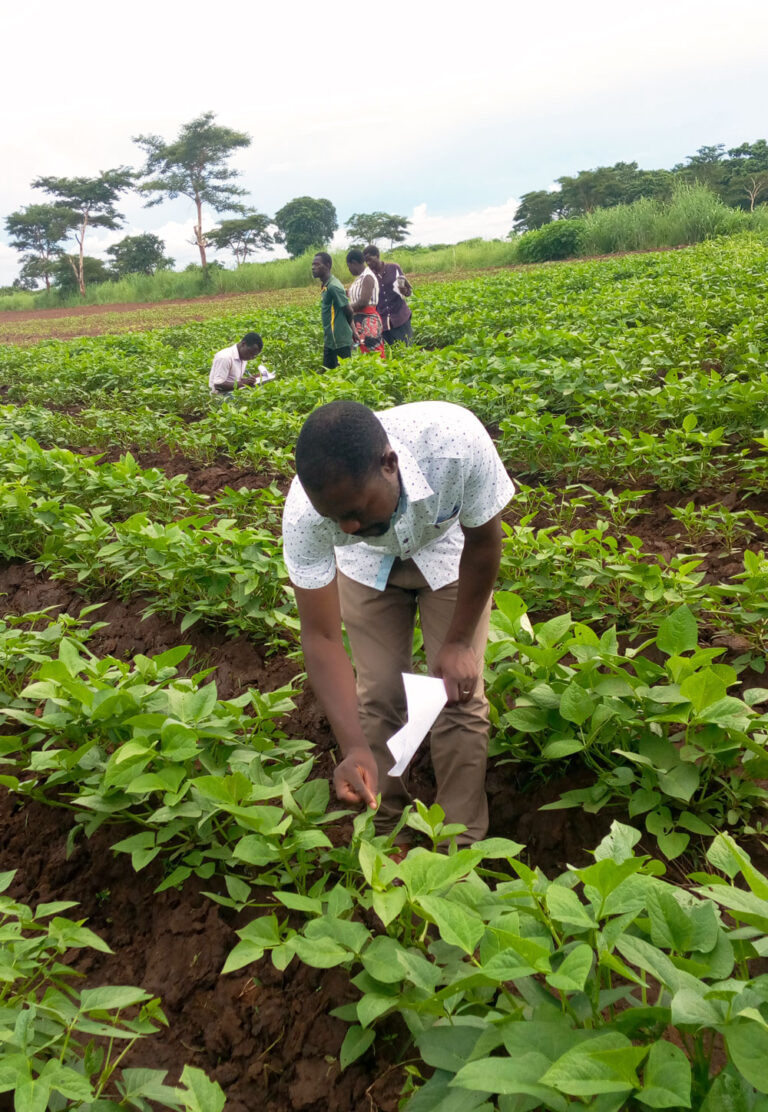 A new approach to an ancient crop: Elevating the potential of cowpea in ...