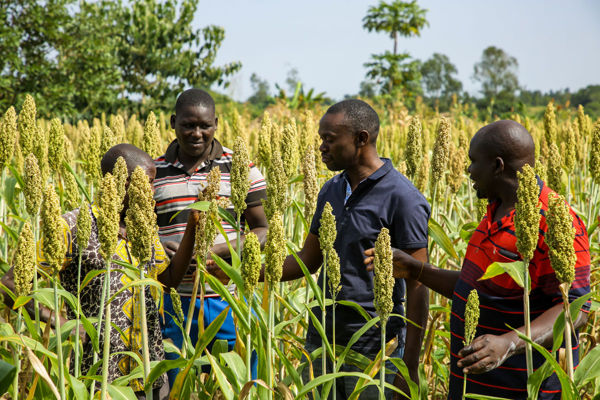 Improving public sector plant breeding for the future of food security