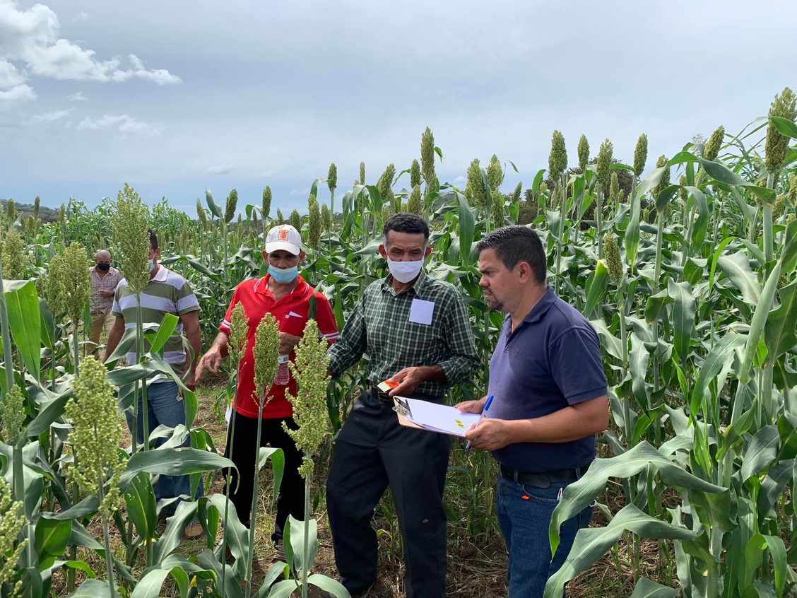 New initiative applies genome breakthroughs, machine learning for sorghum breeding