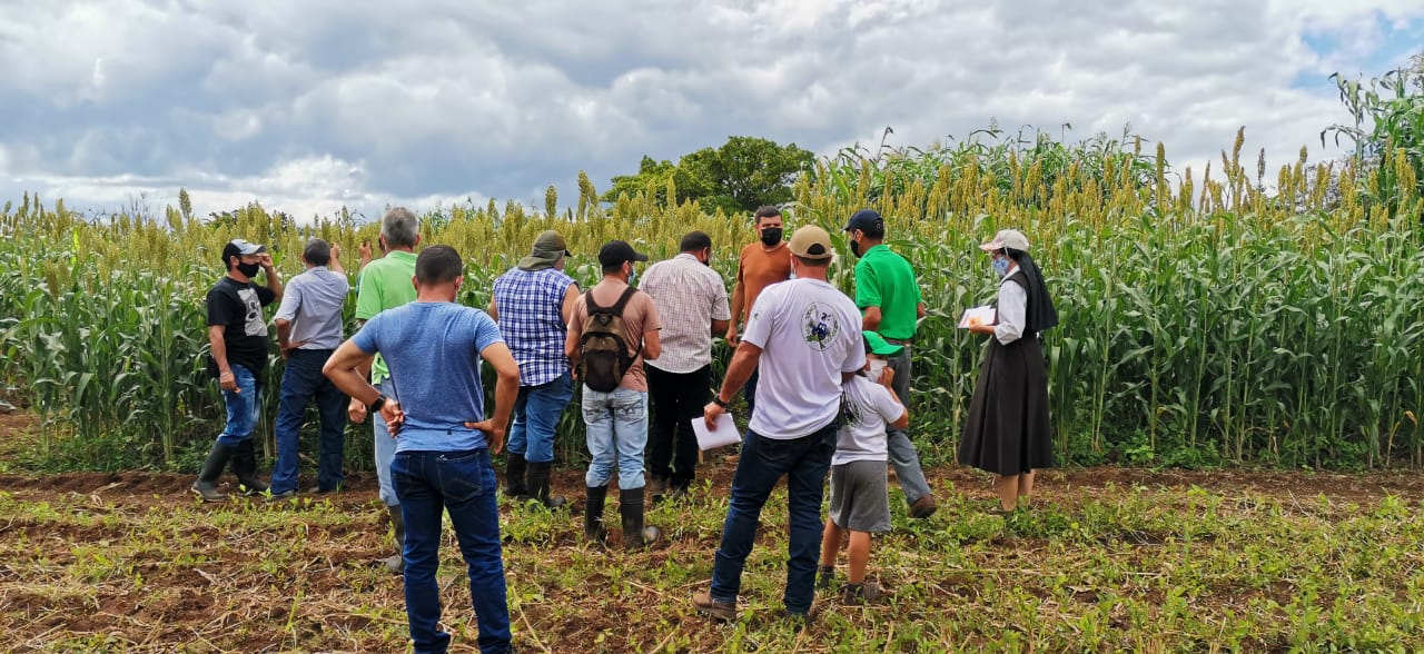 Los métodos de investigación inclusivos dan prioridad a las voces de los pequeños agricultores de sorgo en Centroamérica