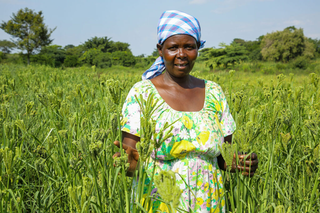 East African Center of Innovation for Finger Millet and Sorghum (CIFMS ...