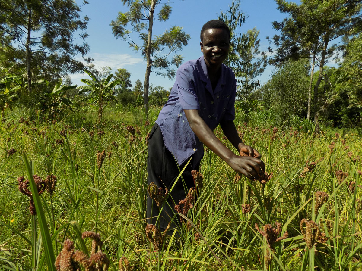 Les agriculteurs réfléchissent sur les essais sorgho et millet en Ouganda.