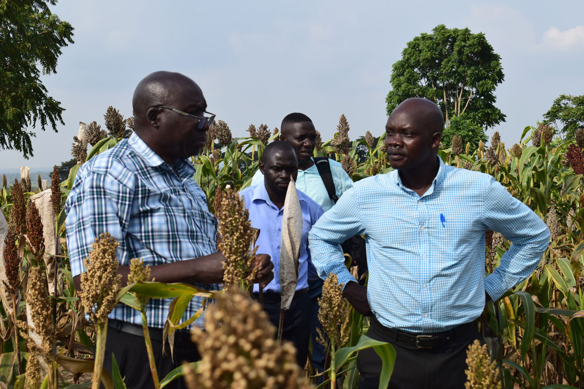 A year of progress: Breeding for resilient sorghum and finger millet in East Africa