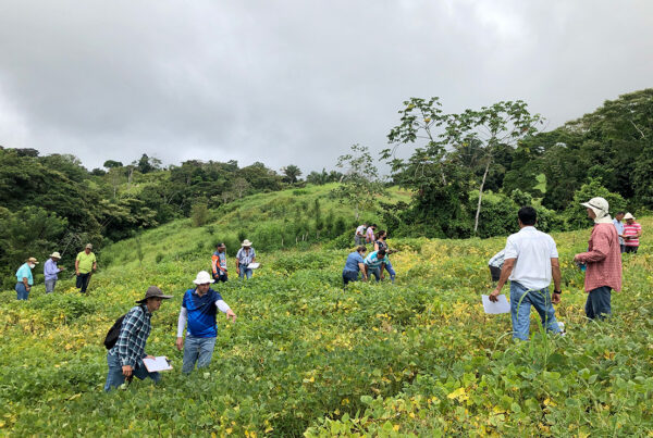 Les chercheurs obversent un champ de haricots au Costa Rica
