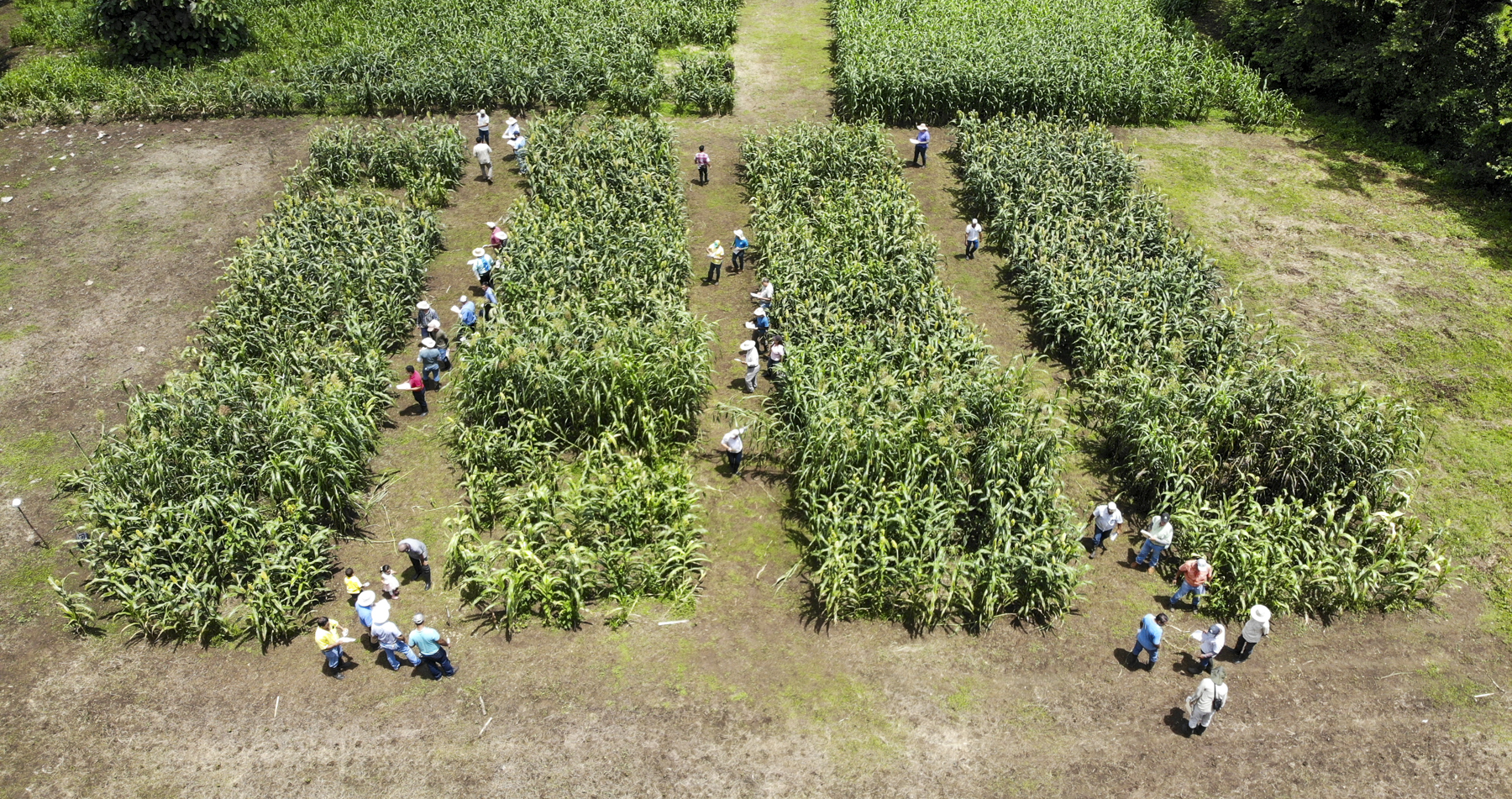 Collaboration across borders: experts from Central America and the Caribbean explore regional crop improvement network