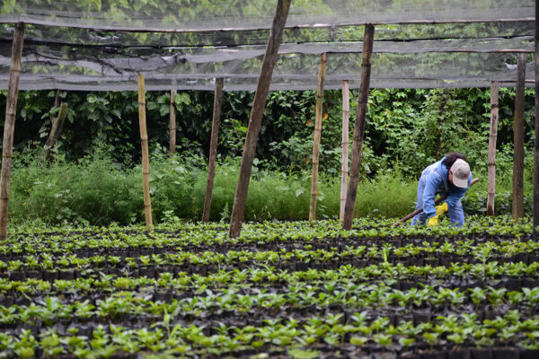 Coffee nursery