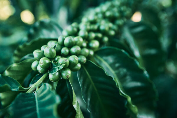 Ripening coffee cherries