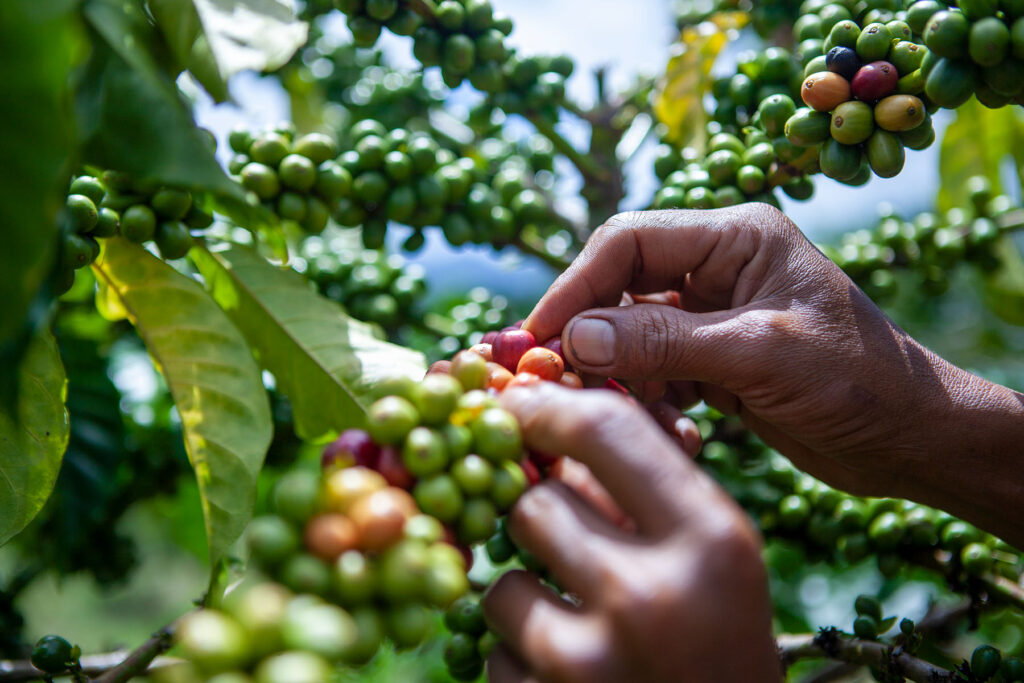 Hands harvesting coffee