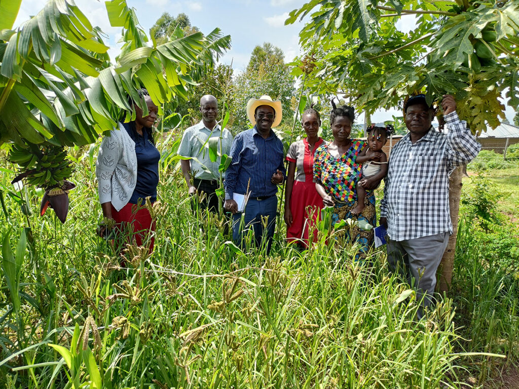 People in millet field