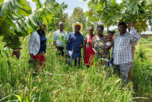 People in millet field