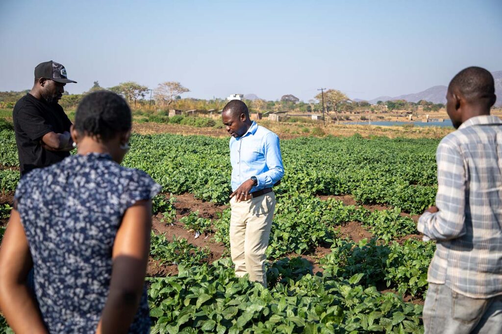 Researchers in a cowpea field